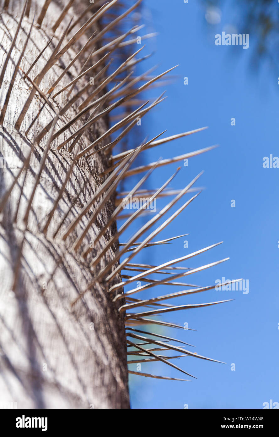 Trunk of a spiny palm tree. A close up color image of the spikes against the blue sky Stock Photo