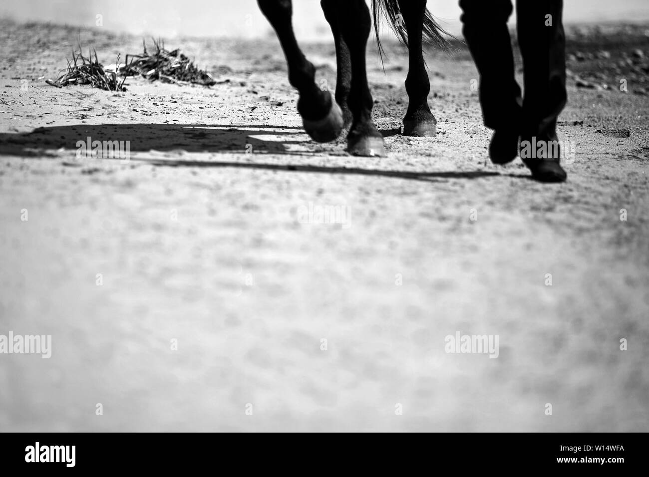 Legs of a man in shoes and trousers and hooves of horses walking nearby. Black and white shot Stock Photo