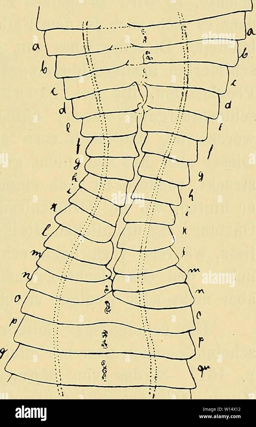 Archive image from page 28 of Die Abnormitäten in den Proglottiden. Die Abnormitäten in den Proglottiden der Cestoden, insbesondere der Bothriocephaliden . dieabnormitten00groh Year: 1906  Fig. 22 a.    Fis-. 22 b. «den Geschlechtsorganen unterbrochen ist. Hinten hört die Lücke ziemlich unvermittelt auf, nur dass Glied o scheint in der Mitte etwas ungewöhnlich gestaltet und zwischen die Stücke von n eingekeilt. Hier verläuft die Unterbrechung rechts neben den Geschlechtsorganen. Die Excretionskanäle, von denen auch in Eig. 22 nur die ventralen gezeichnet sind, verhalten sich wesent- lich ebens Stock Photo