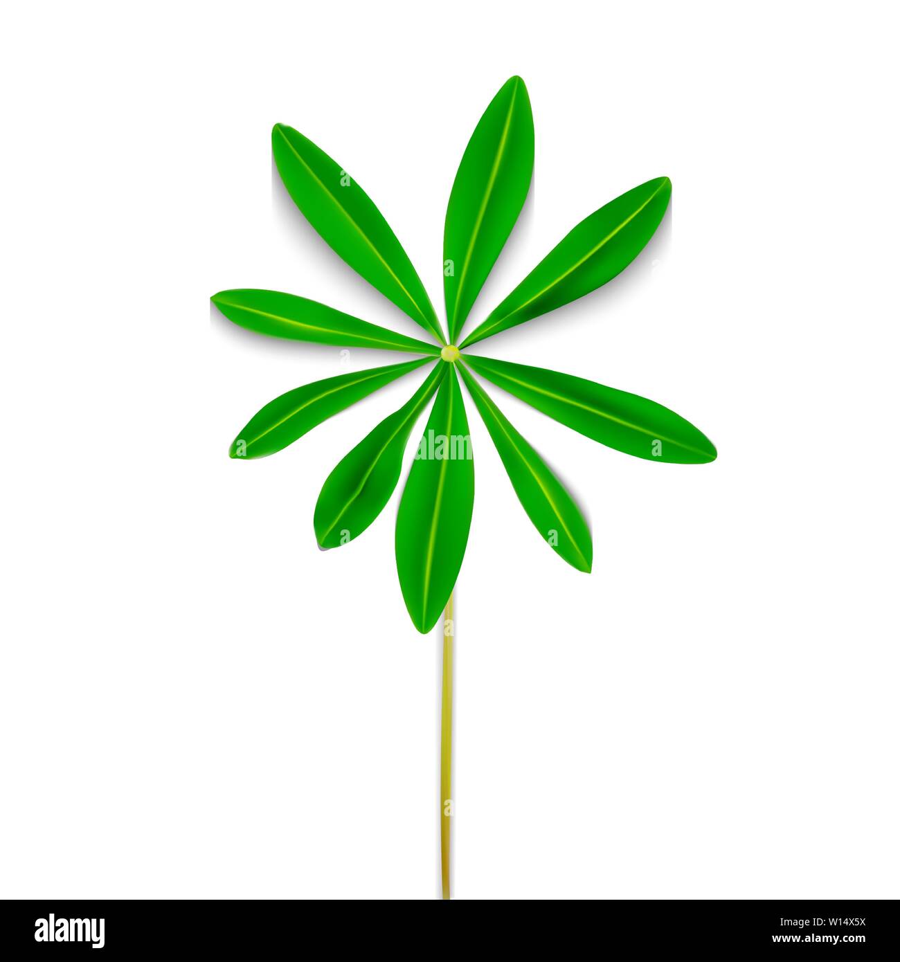 Naturalistic Colorful Lupine Leaf on White Background. Vector Illustration Stock Vector