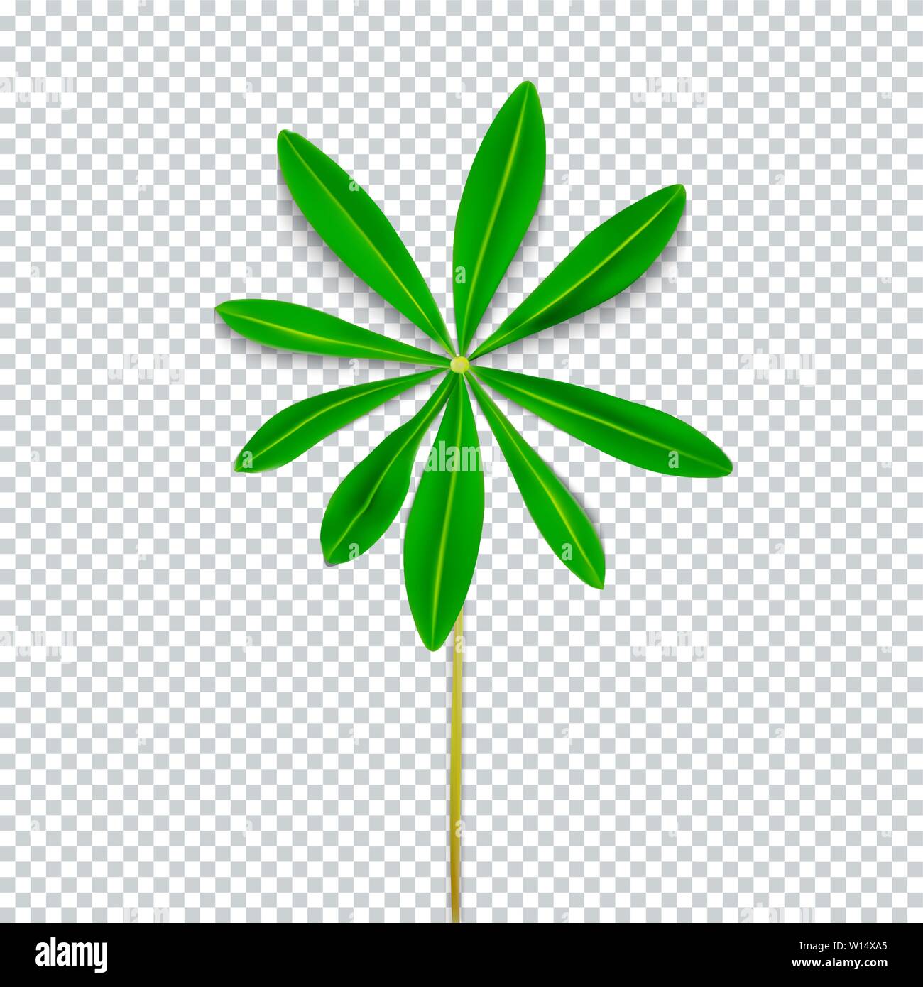 Naturalistic Colorful Lupine Leaf on Transparent Background. Vector Illustration Stock Vector