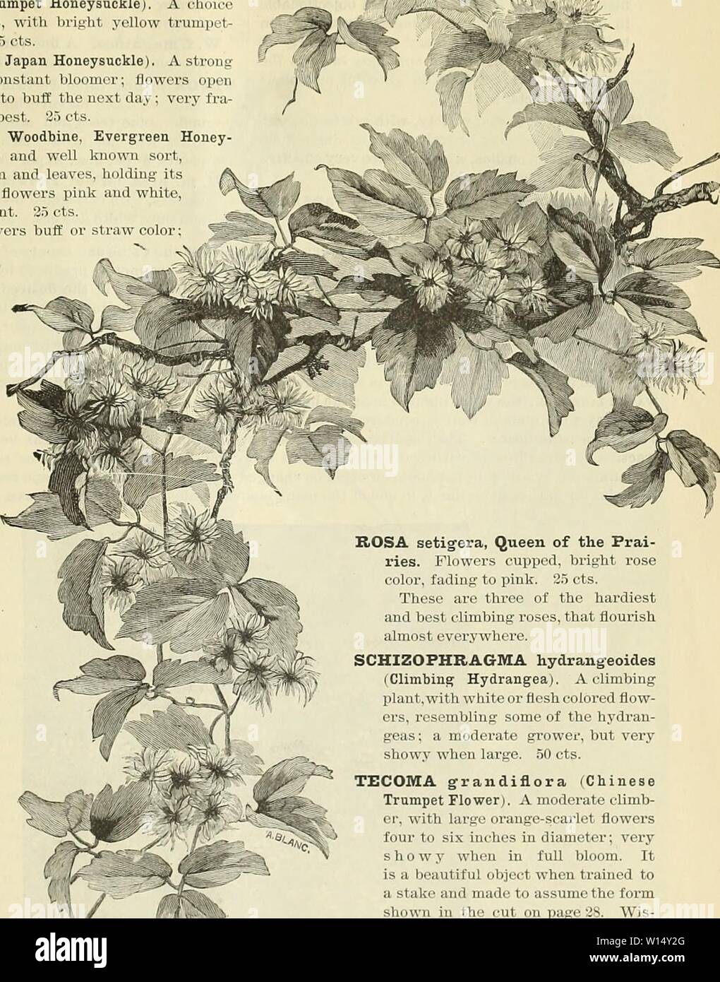 Archive image from page 30 of Descriptive catalogue of ornamental trees. Descriptive catalogue of ornamental trees plants vines fruits, etc. . descriptivecatal1895samu Year: 1895  27 Lonicera, continued. L. flava (Yellow Trumpet Honeysuckle). A choice but scarce species, with bright yellow trumpet- shaped flowers. 35 cts. It. Halleana (Hall's Japan Honeysuckle). A strong grower, and a constant bloomer; flowers open white and change to bull the next day; very fra- grant; one of the best. 25 ots. Ii. Japonica (Pink Woodbine, Evergreen Honey- suckler. A choice and well known sort, with purplish s Stock Photo
