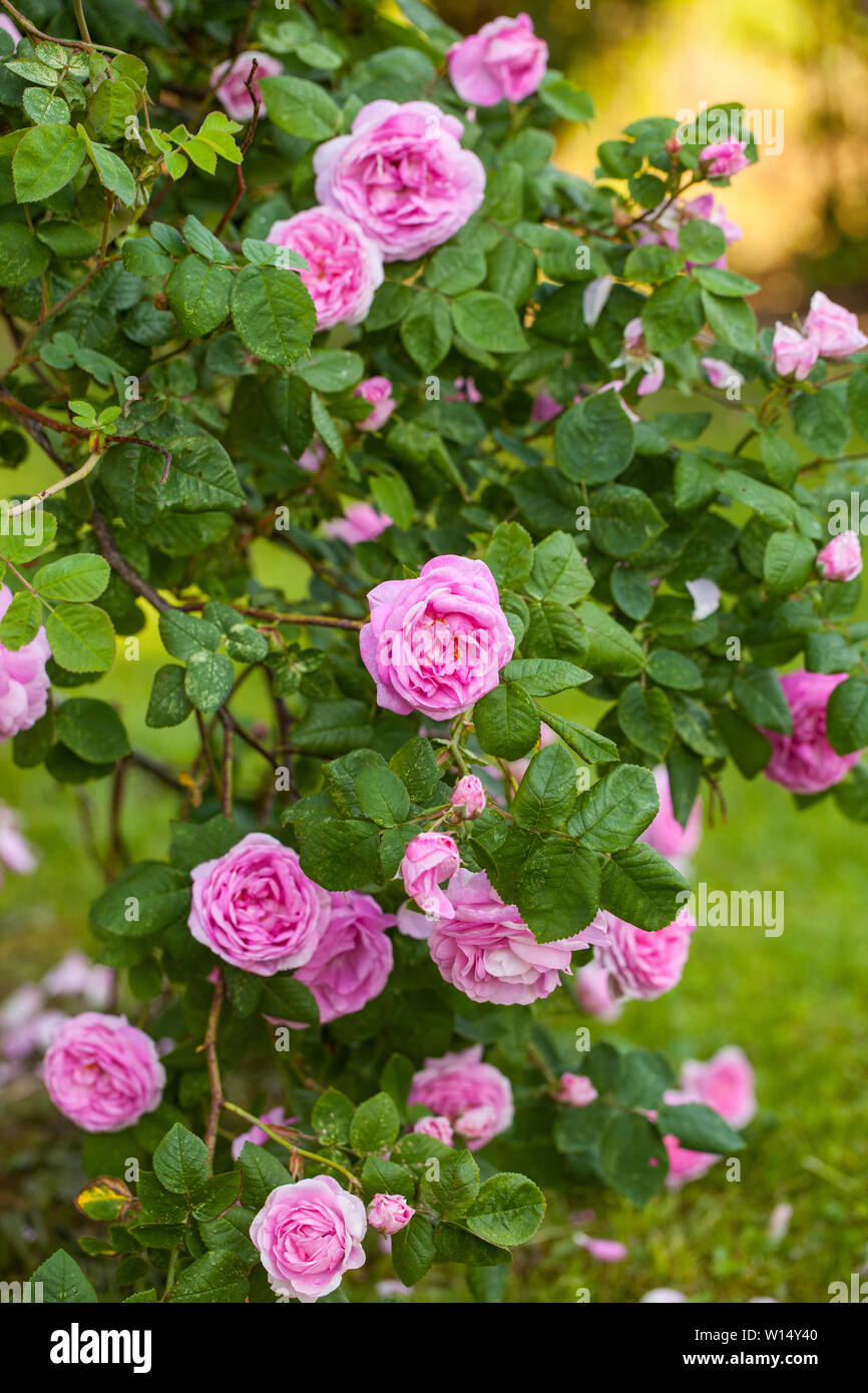 The famous Rosa Centifolia Foliacea (The Provence Rose or Cabbage Rose ) is a hybrid rose developed by Dutch rose bredersin the period between the 17t Stock Photo