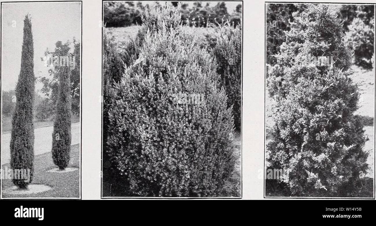 Archive image from page 30 of Descriptive price list (1935). Descriptive price list . descriptiveprice00cmho 1 Year: 1935  C. M. HOBBS & SONS, INC., BRIDGEPORT, INDIANA    Juniperus Hibernica. Juniperus Excelsa Stricta. Juniperus Virginiana Glauca. JUNIPERUS—Continued. J. Pfitzeriana (Pfitzer Juniper). A graceful, broad evergreen with sweeping fronds of gray-green foliage, making in time a dis- tinctive, beautiful tree. Each 10 iy2 to 2 ft $2.00 $17.50 2 to 2y2 ft 2.50 20.00 21/, to 3 ft 3.50 30.00 3 to 3y&gt; ft 5.00 40.00 3Vo to 4 ft 6.00 50.00 4 to 4 ft 7.00 60.00 J. pyramidalis (J. virgini Stock Photo