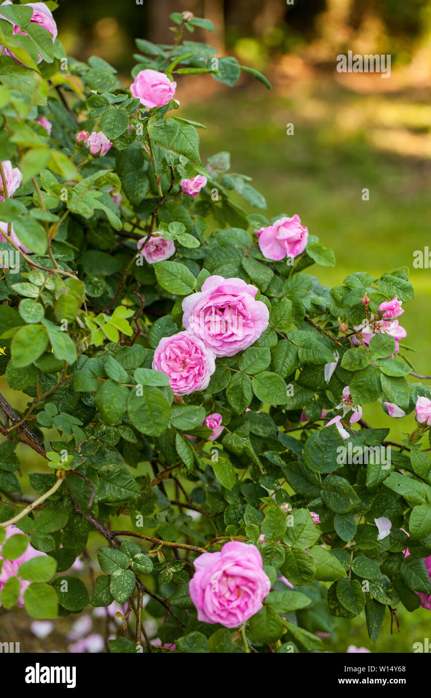 Rosa centifolia cabbage rose hires stock photography and images Alamy