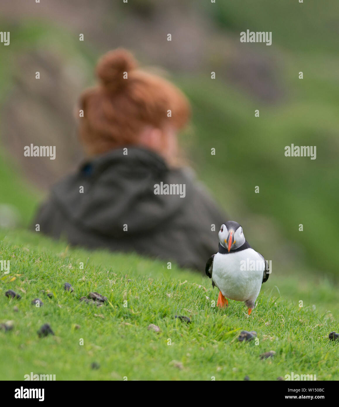Puffin Fratercula arctica walking behind tourist on cliff top Hermaness National Nature Reserve Unst Shetland June Stock Photo