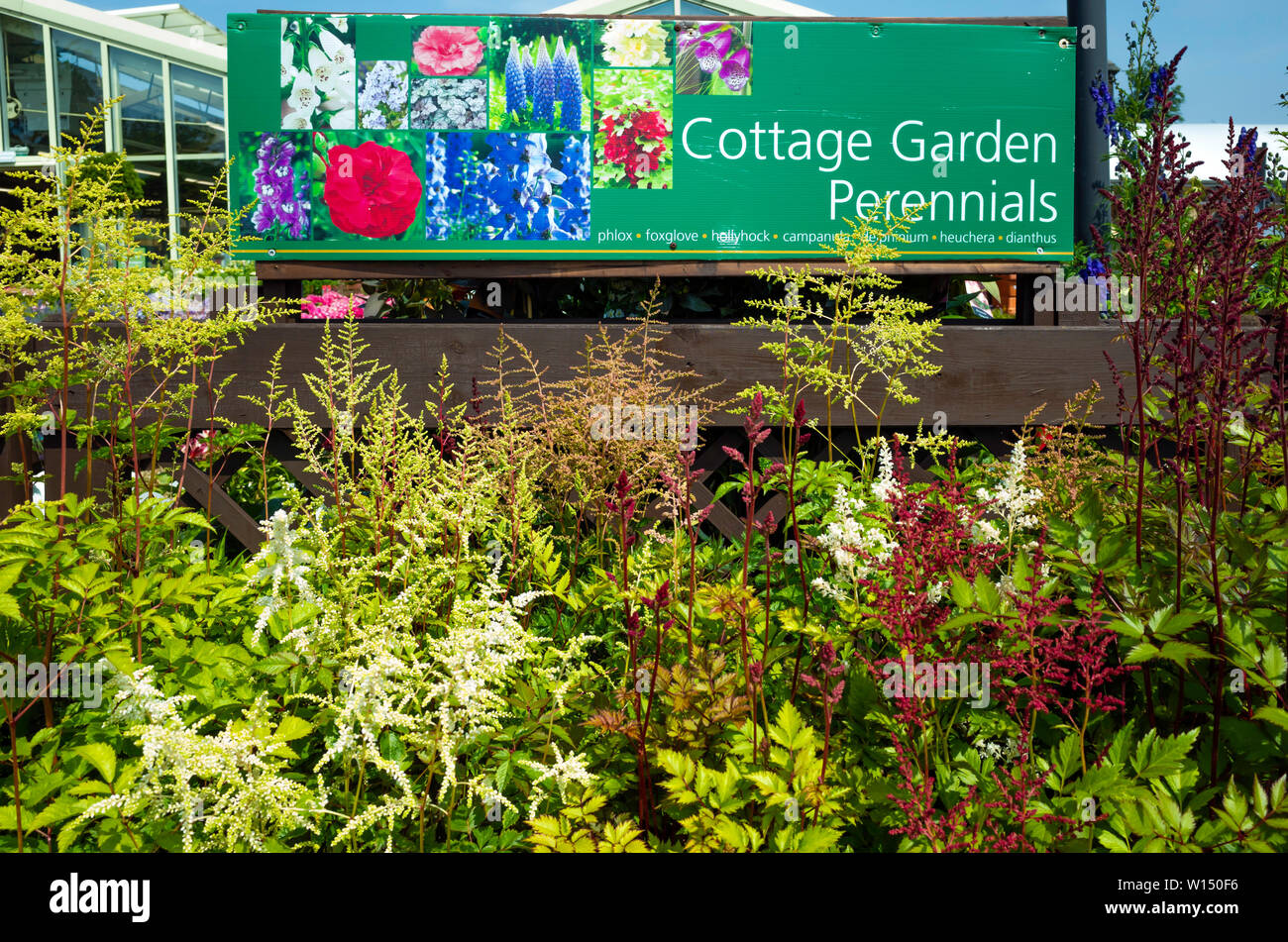 Garden Centre display of Cottage Garden perennials including phlox foxglove campanula and dianthus Stock Photo