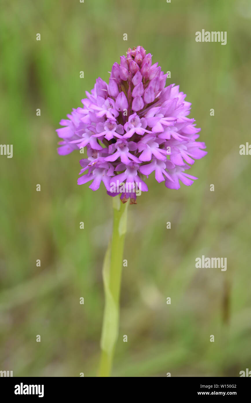 Pink flower heads of  a pyramidal orchid (Anacamptis pyramidalis) growing in rough pasture. Rye Harbour Nature Reserve. Rye, Sussex, UK Stock Photo