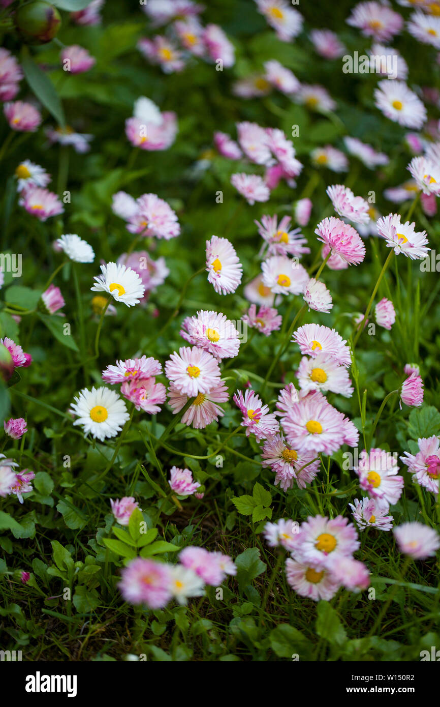 Bellis perennis is a common European species of daisy, of the Asteraceae family Stock Photo