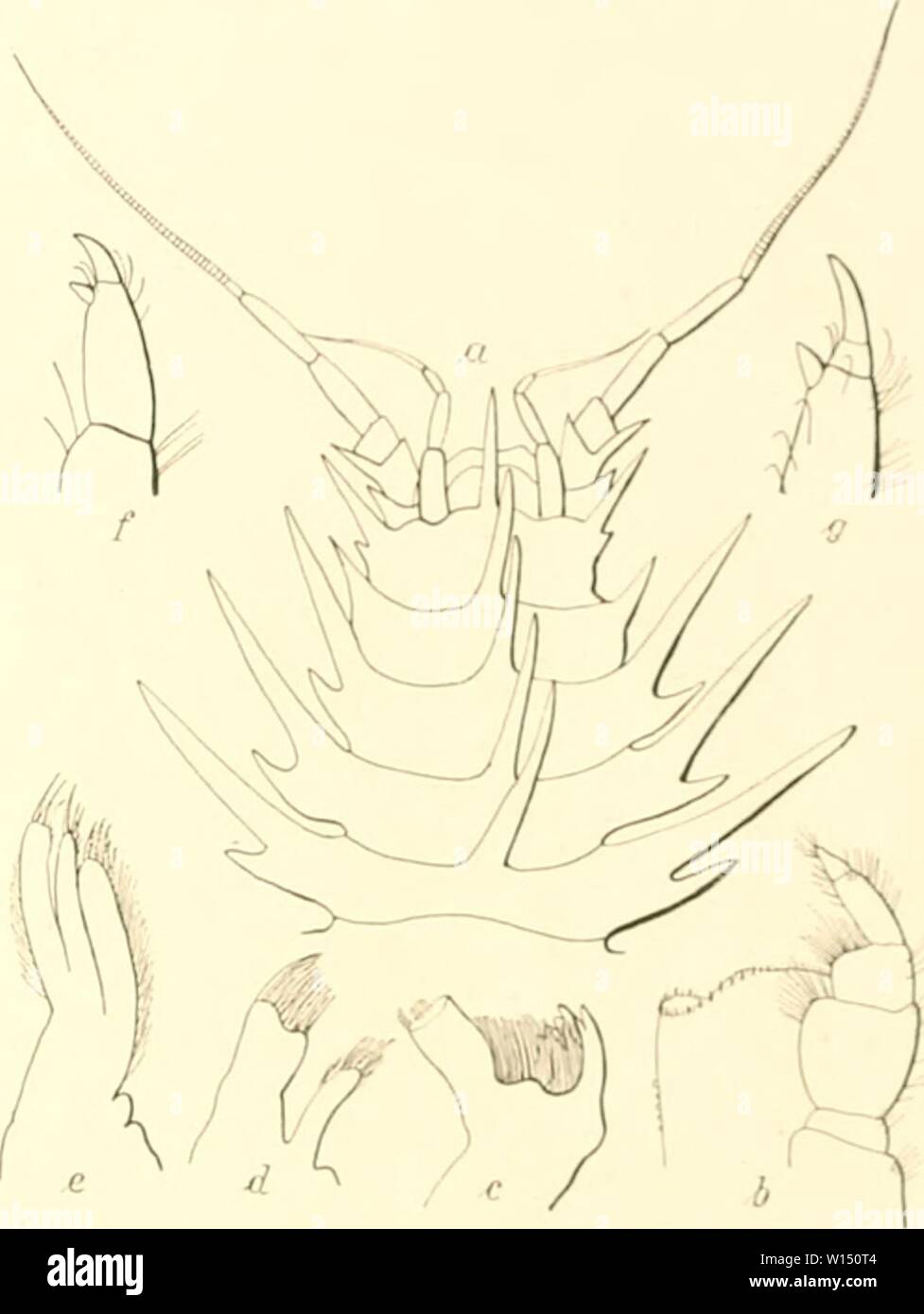 Archive image from page 102 of Die Isopoden der Deutschen Sdpolar-Expedition,. Die Isopoden der Deutschen Sdpolar-Expedition, 1901-1903 . dieisopodenderde00vanh Year: 1914  Va.nhöfkkn, IsoiJOileii. 539 so. Jolantlio ac;iii(lniiiiiliis Ükm.akh. (Abi), tö a ij.) Diese Art wurde 1874 vom Challenger unter 65' 42' s. Br. und 7'J' 4!»' ü. L. in :}uü:} m Tiefe entdeckt und war seitdem nicht wieder&lt;iefunden worden. Nicht weit von derselben Stelle unter 65' 27's. Br. und 80' 33' ö. L. erhielt ich bei einem Dretschfange aus 3398 ni Tiefe am 30. 111. I'i(i3 bei einer Tiefentemperatur von —1,80' C Rest Stock Photo