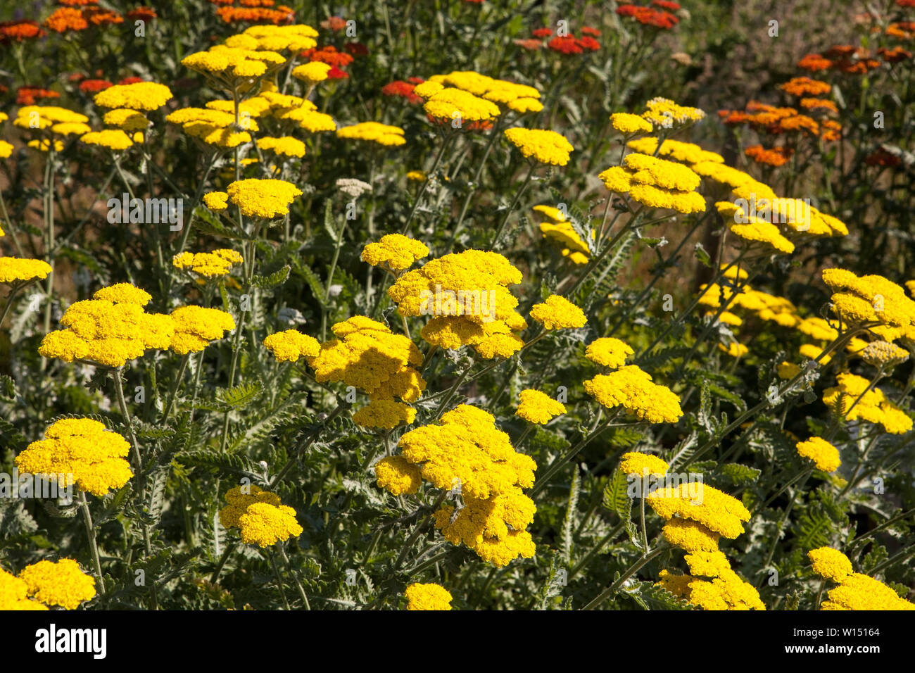 Achillea millefolium, commonly known as yarrow is a flowering plant in the family Asteraceae. Stock Photo