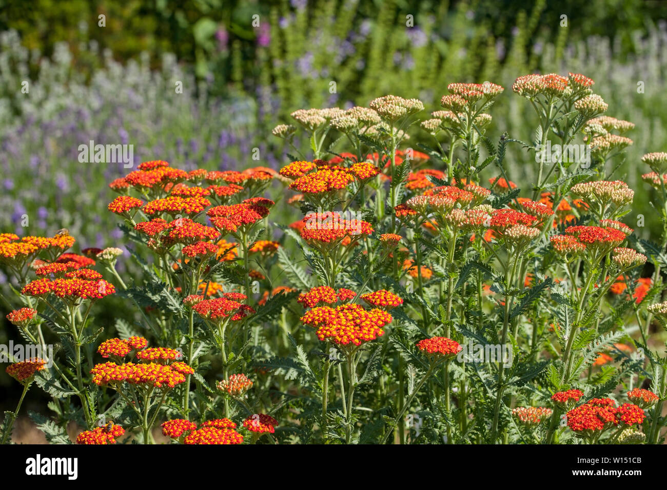 Achillea millefolium, commonly known as yarrow is a flowering plant in the family Asteraceae. Stock Photo