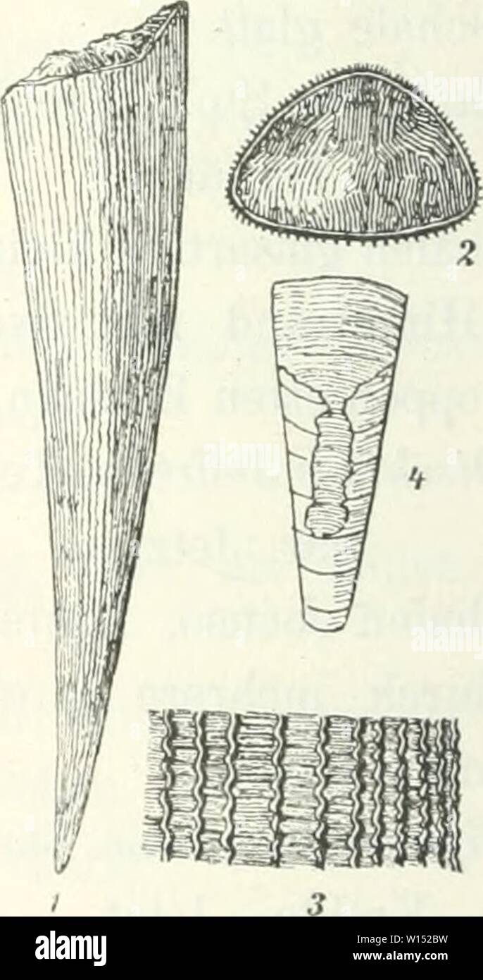 Archive image from page 105 of Die Leitfossilien, ein Handbuch für. Stock Photo