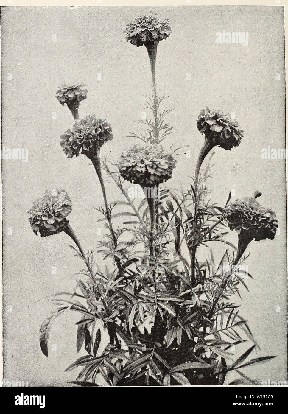 Archive image from page 105 of Descriptive illustrated catalogue of new. Descriptive illustrated catalogue of new and rare seeds, plants, and bulbs . descriptiveillus1893unit Year: 1893  Marigold African 'Eldorado.' Stock Photo