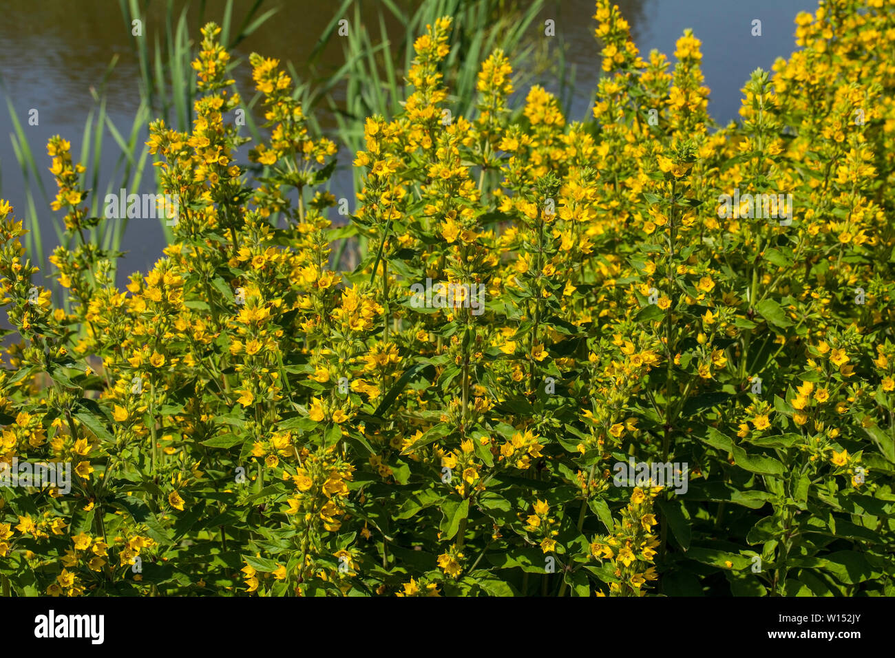 Lysimachia is a genus consisting of 193 accepted species of flowering plants traditionally classified in the family Primulaceae. Stock Photo