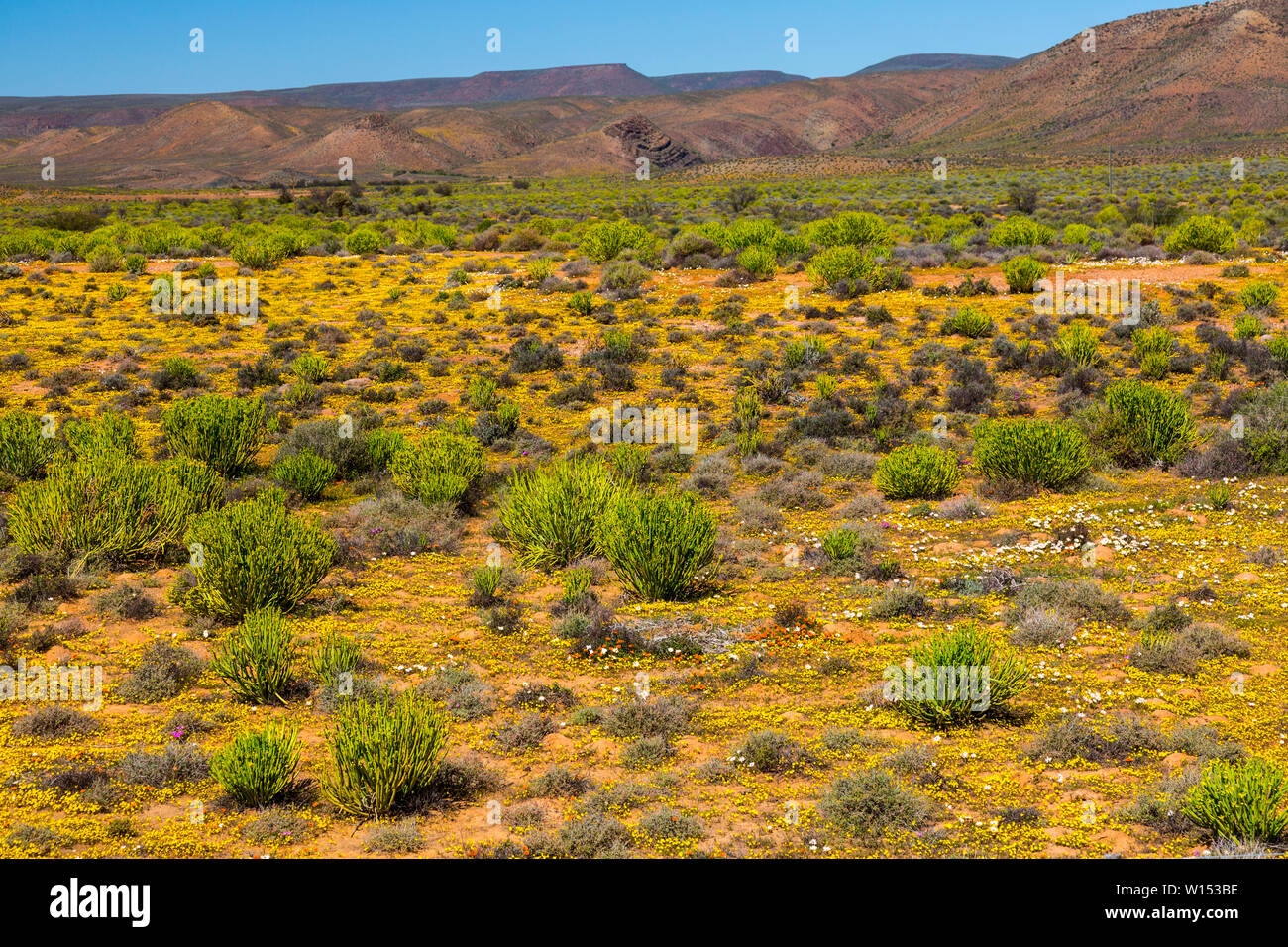 Flower Season, Nieuwoudtville, Namaqualand, Northern Cape province, South Africa, Africa Stock