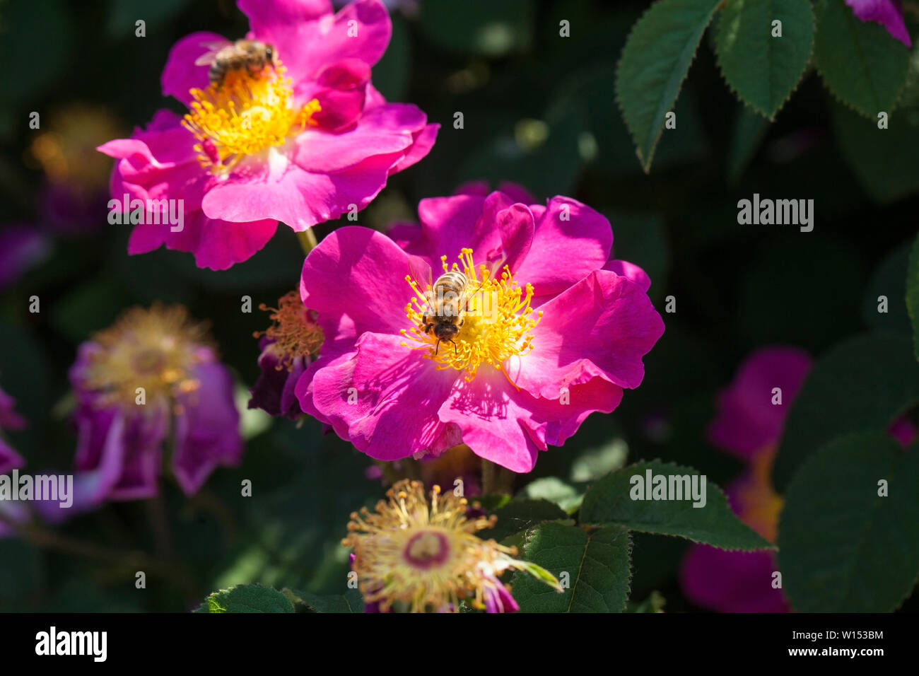 "La Belle Sultane" beautiful rose Gallica Stock Photo Alamy