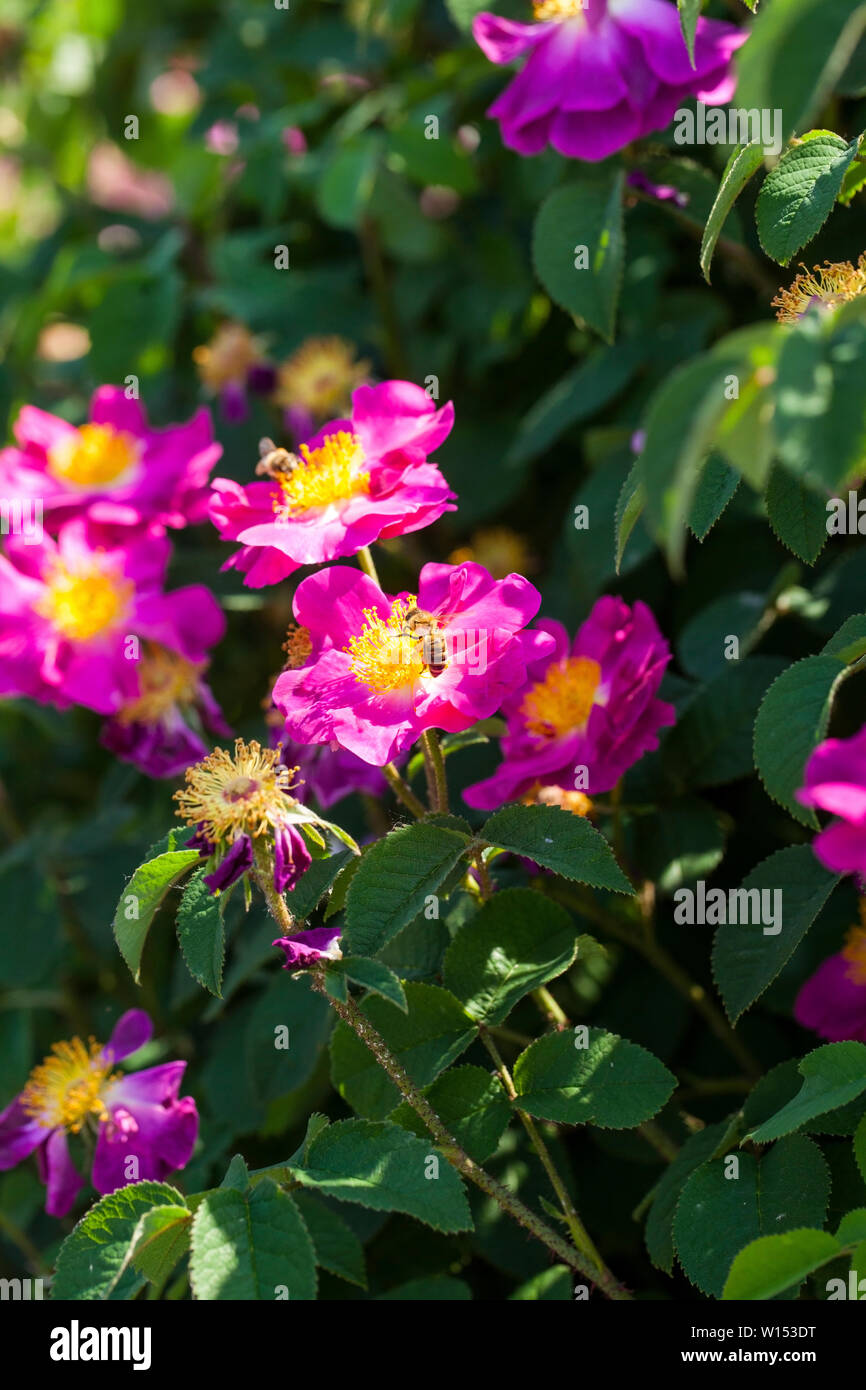 "La Belle Sultane" beautiful rose Gallica Stock Photo Alamy
