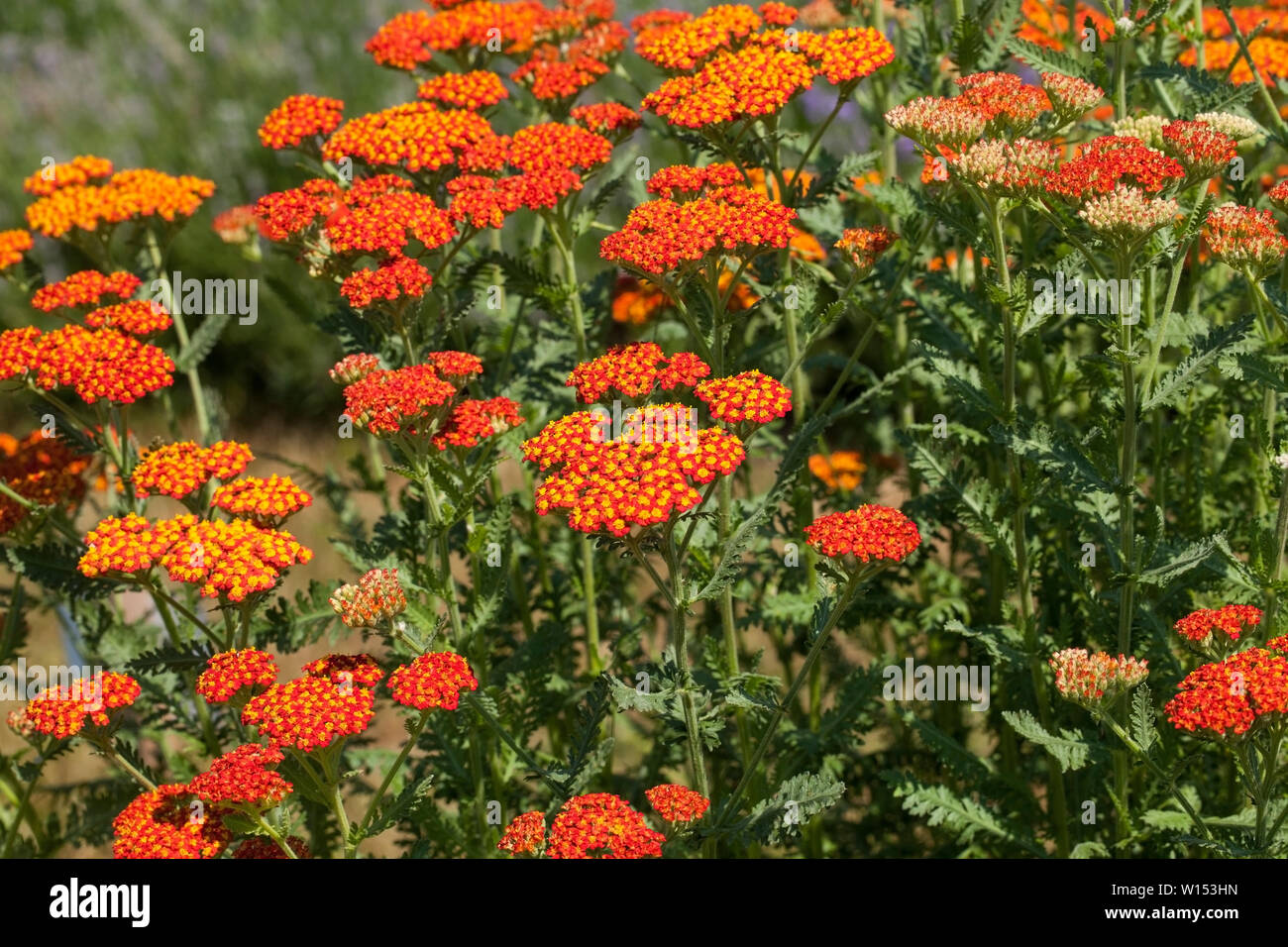 Achillea millefolium, commonly known as yarrow is a flowering plant in ...