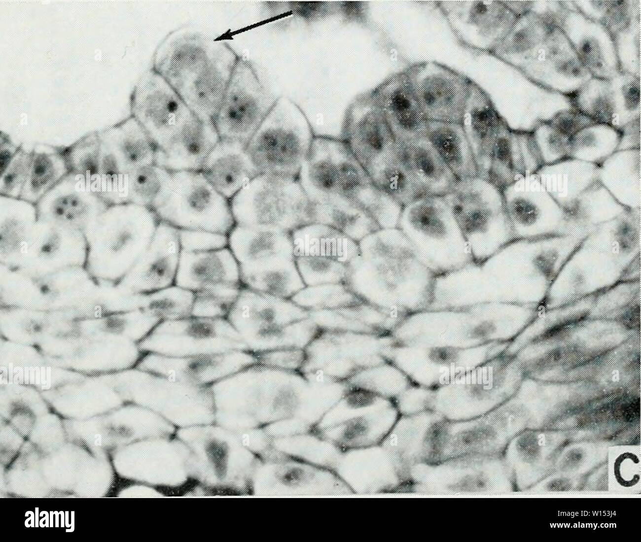 Archive image from page 108 of The developmental anatomy of Isoetes. The developmental anatomy of Isoetes . developmentalana31paol Year: 1963 Stock Photo