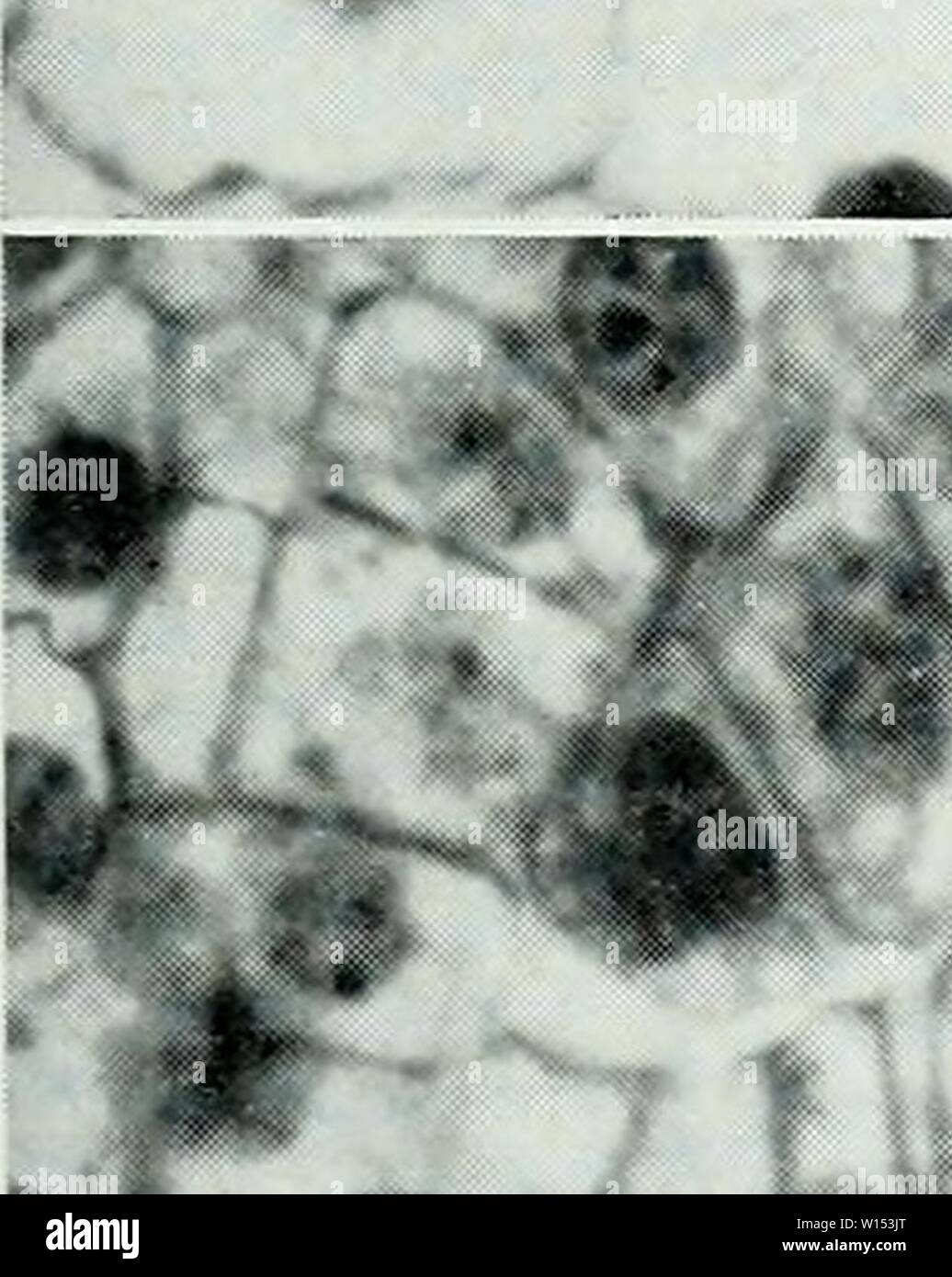 Archive image from page 108 of The developmental anatomy of Isoetes. The developmental anatomy of Isoetes . developmentalana31paol Year: 1963  A :»-'''# #. :-,'9:  . 1   A # «# fjr» 4 J .4«4? B Stock Photo