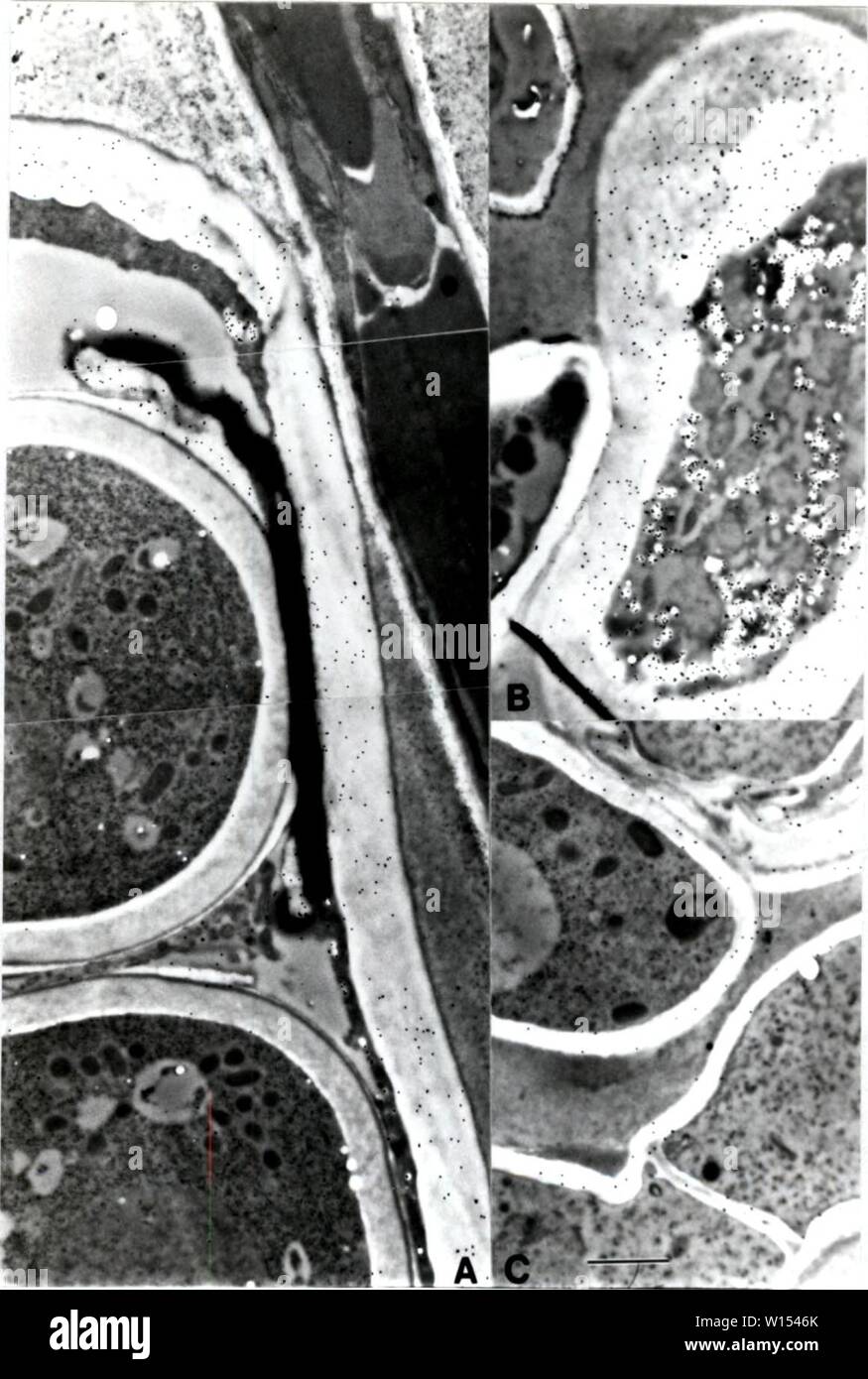 Archive image from page 111 of Development of cytochemical methods for. Development of cytochemical methods for the study of ascospore wall biogenesis and maturation . developmentofcyt00lusk Year: 1991  Tt 102    Figure 5.4. GS-II labeling on P. niqrella. A) ascus, ascospore and paraphysis labeling; B) cells of the excipular layer; C) sugar negative control. Stock Photo