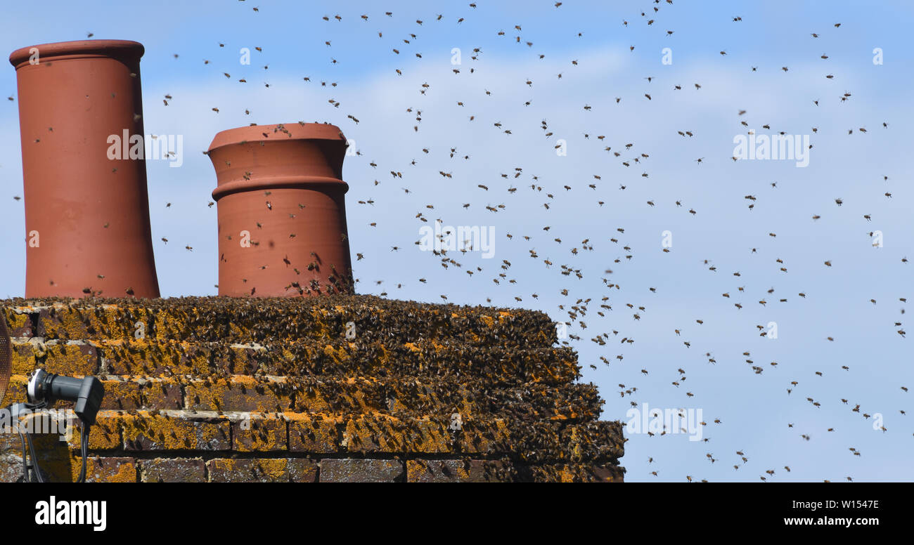 A swarm of honey (Apis mellifera) buzz round the loose pointing in a chimney in May looking for a suitable nest site. ‘A swarm of bees in May is worth Stock Photo
