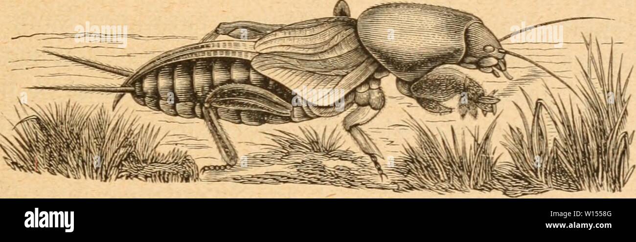 Archive image from page 114 of Die Insekten nach ihrem Schaden. Die Insekten nach ihrem Schaden und Nutzen . dieinsektennachi00tasc Year: 1882  — 107 — feiner DSerfCädje, xnf)t auf gebrungenen hirjcit deinen, tion benen im egenfae gu ben näd)jten Qertuanbten nict bie f)iu- terften biirc erbicfung ber (5d)en!e( unb Verlängerung ber (Scf)ienen am meiften entmicfelt finb unb hiU- gortfcfjneKen be§ Körpers Betüirfen fönnen, Jonbern bie öorberften normatten unb t)urdi if)re 33reite unb burrfj bie SBemeljrung an ber 5Cuenfeite mit pfhigfcarartigen 3 9'ii5 ' angetfjan finb, um, tüie bie „§änbe' be§ 9 Stock Photo