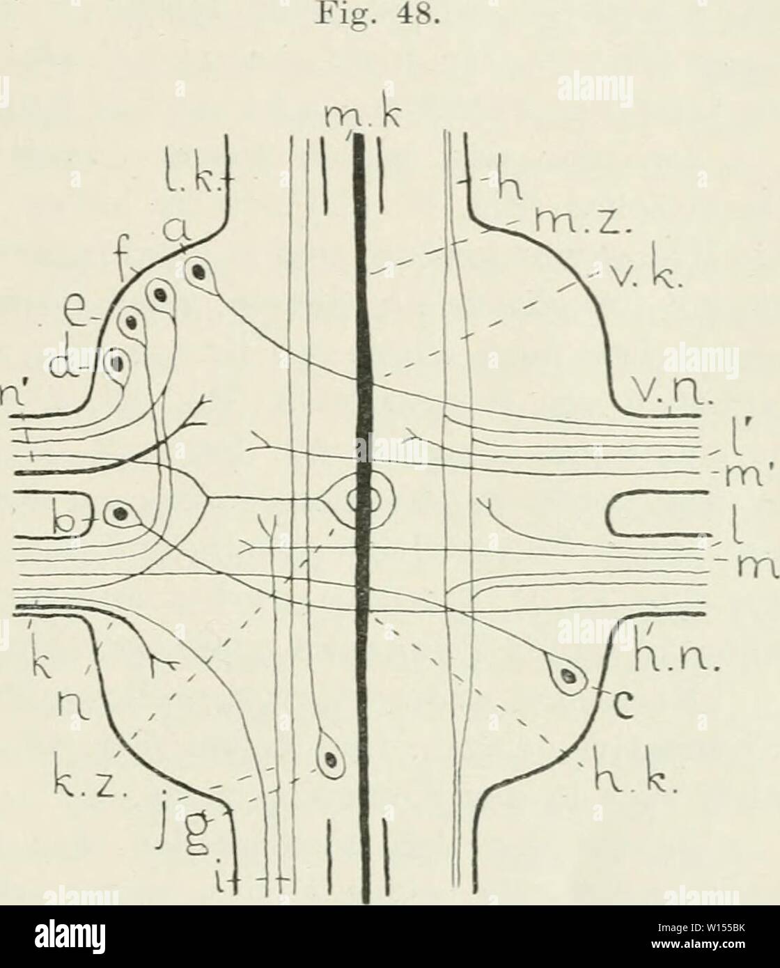 Archive image from page 114 of Die Leitungsbahnen im Nervensystem der