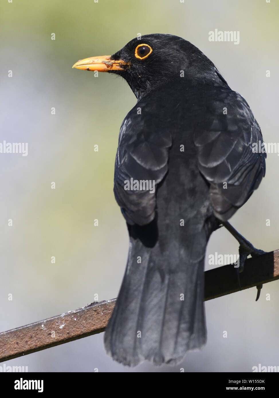 Male blackbird (Turdus merula). Bedgebury Forest, Kent, UK. Stock Photo
