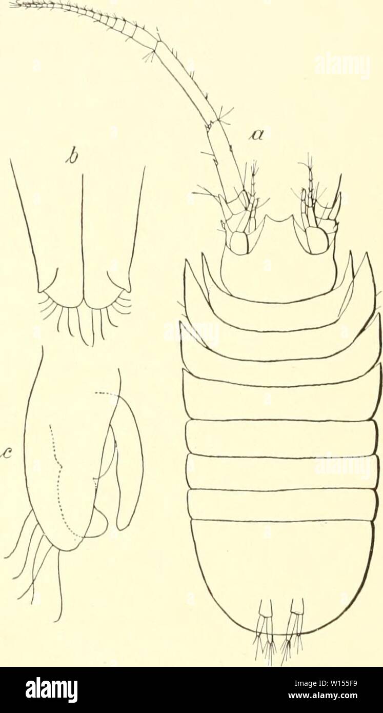 Archive image from page 115 of Die Isopoden der Deutschen Sdpolar-Expedition,. Die Isopoden der Deutschen Sdpolar-Expedition, 1901-1903 . dieisopodenderde00vanh Year: 1914  Abb. 78. ÄMMrfmüeics (ivoUs ii. sp. a Man- dibel, h erste und Basalglieder der zweiten Antenne, e Maxiliarfiiß, d ()])ereuluni des $ (X 7;!).    Abb. 77. Ävfilroviscus ovalis ii. sp. a ? von oben (x .0), h erste, r zweite Pleiipoden des S- yi. Aiistrouiscii.s rotiiiuliitiis n. .sp. (Abb. 79 a d). Die zweite Art der Gattung habe ich außer in einem erwachsenen, 2 mm langen Männchen vom 22. XII. 1902 mu' in jungen Exemplaren Stock Photo