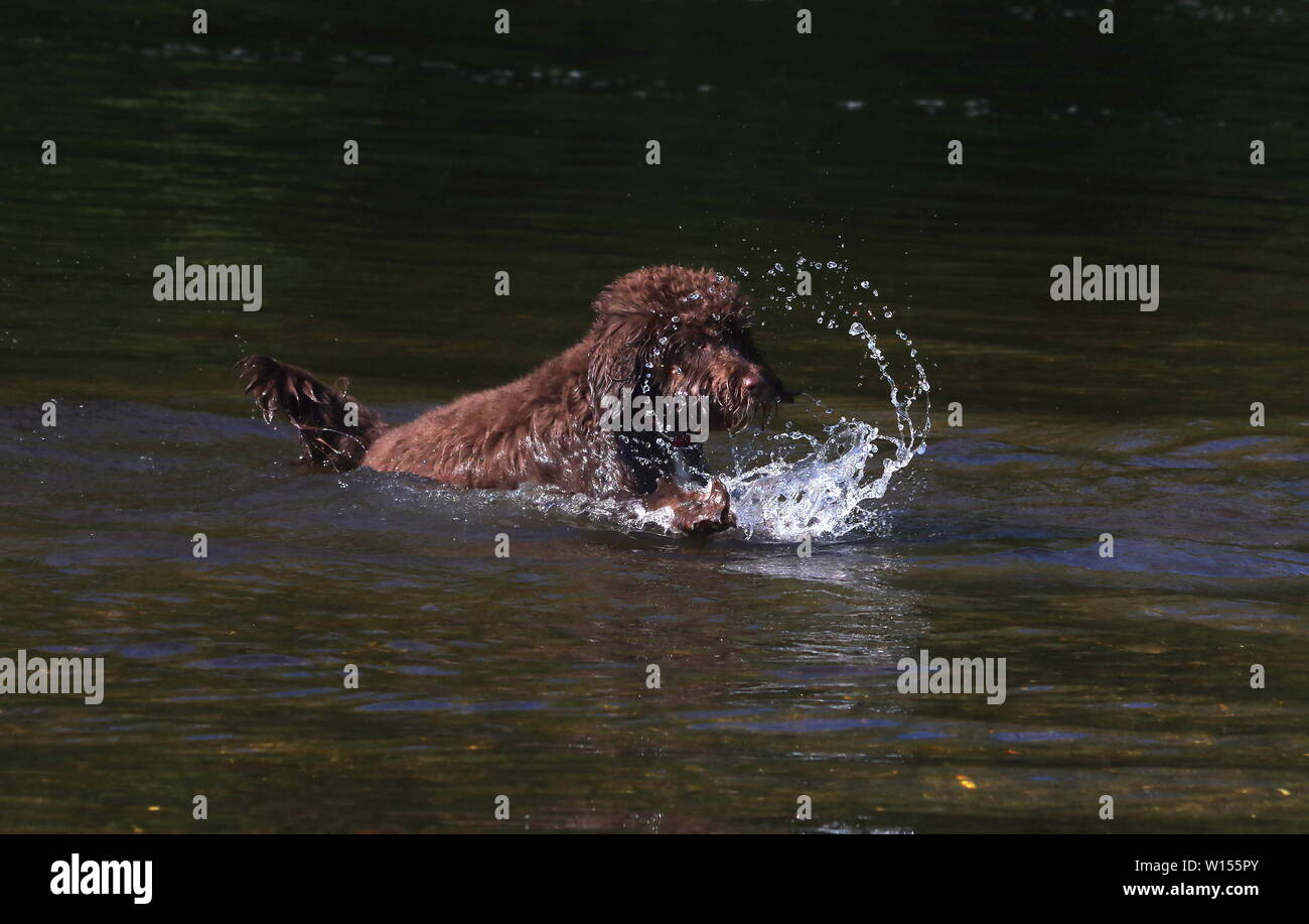 Cockapoo playing in river Stock Photo - Alamy