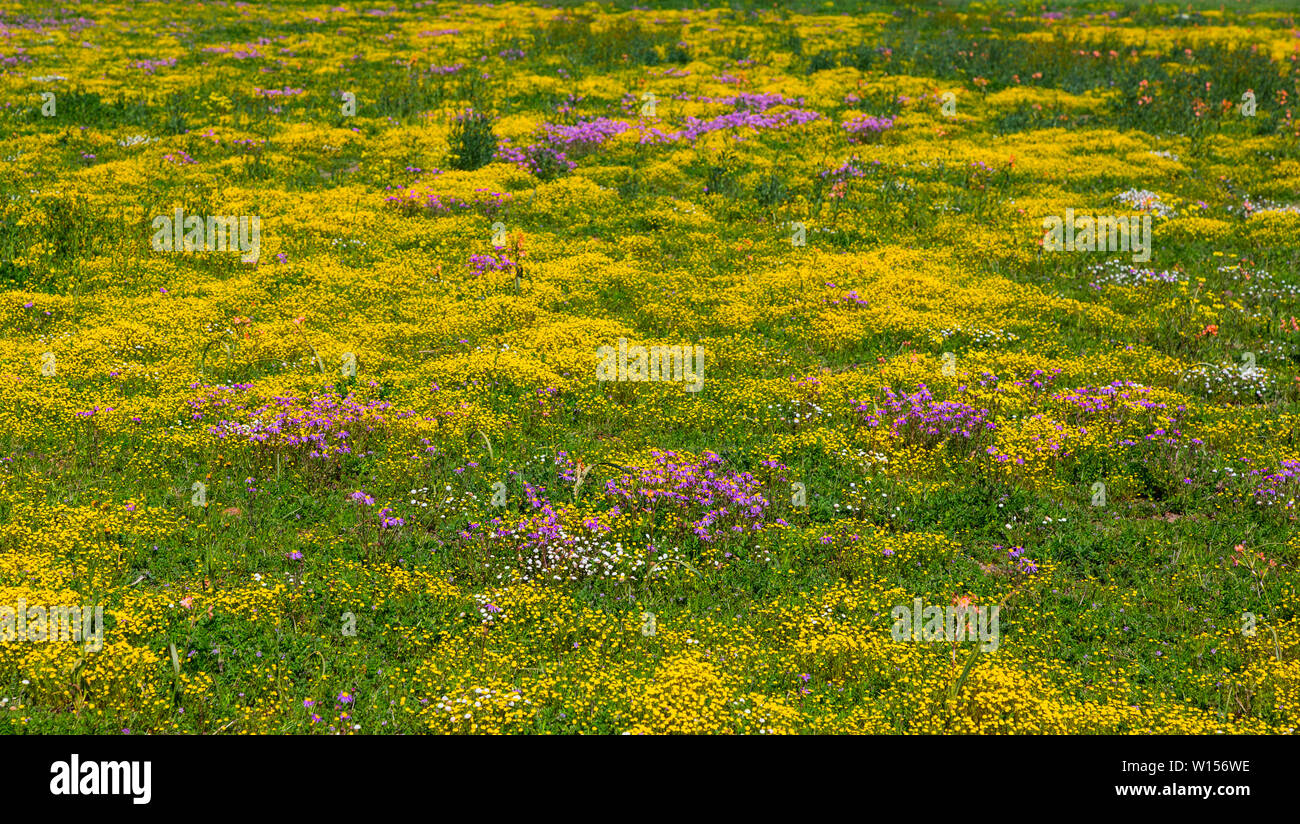 Wildflowers, Hantam National Botanical Garden, Nieuwoudtville ...