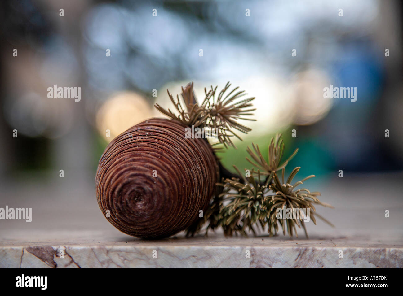 a pine cone on the mossy floor stone. Stock Photo