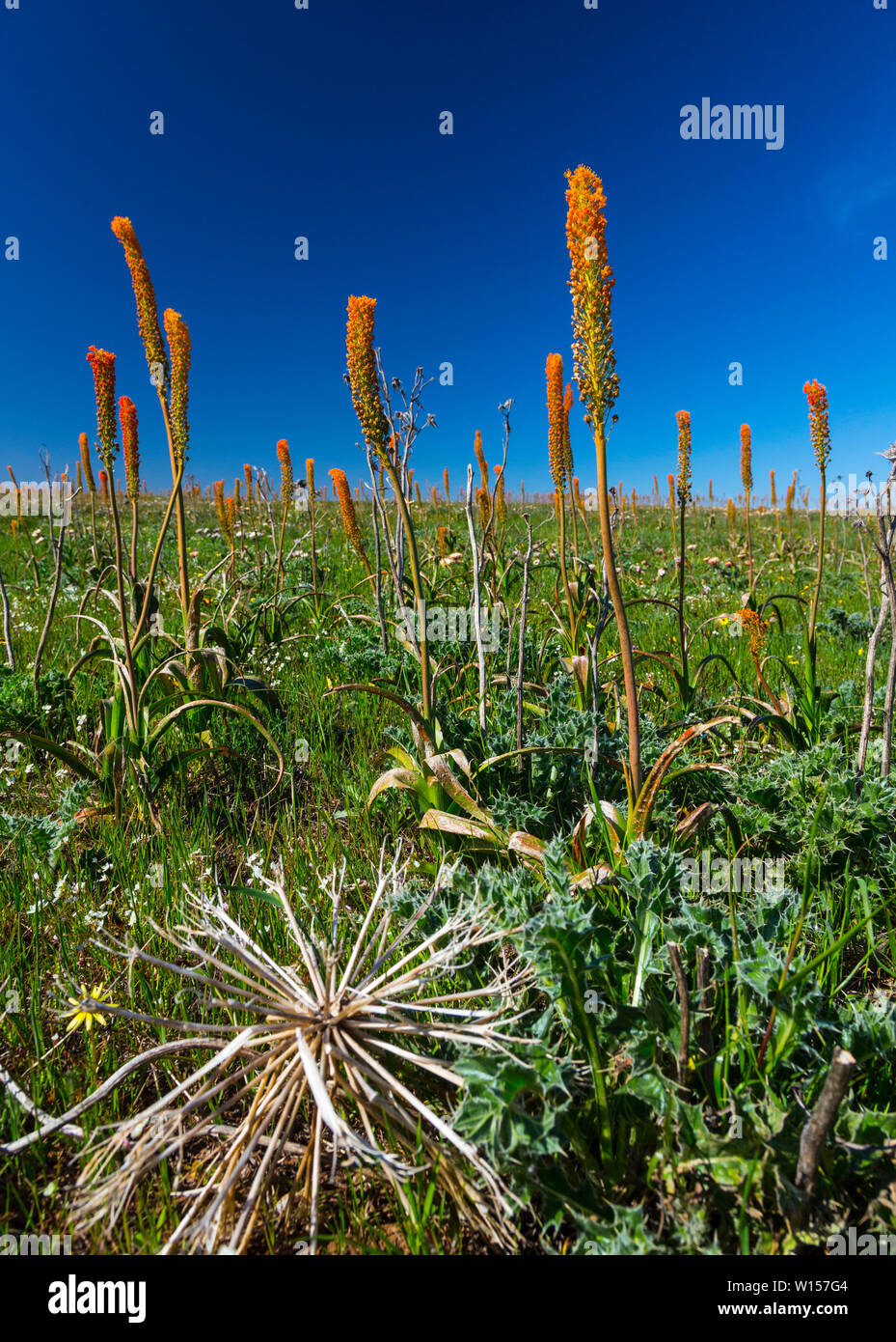 Wildflowers, Hantam National Botanical Garden, Nieuwoudtville ...