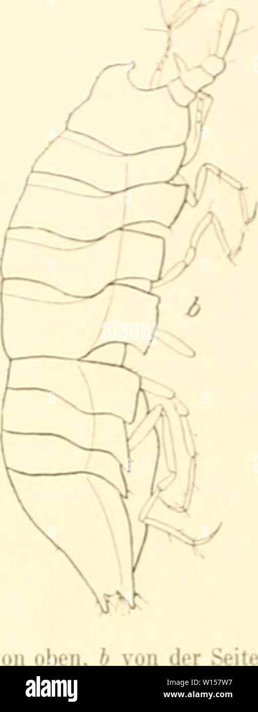 Archive image from page 122 of Die Isopoden der Deutschen Sdpolar-Expedition,. Die Isopoden der Deutschen Sdpolar-Expedition, 1901-1903 . dieisopodenderde00vanh Year: 1914  .bb. 86. Haphtmcus cun'irostris n. sp. « von oben, b (X 24).    Eugerda Meinert. Außer dem ersten Scheren tragenden Beinpaar sind sämtliche Beine mit Ruderborsten- versehen. Körper langgestreckt, älmlich dem von Nannoniscus. '.)'.). Kiiirerda loin;iiiiaiiii n. sp. (Abb. 87.) Eine Eugerdn-Xrt, die sich durch kräftige und lange Scheren am ersten Beinpaar von den bisher bekannten Arten unterscheidet, fand sich in einem Fang v Stock Photo