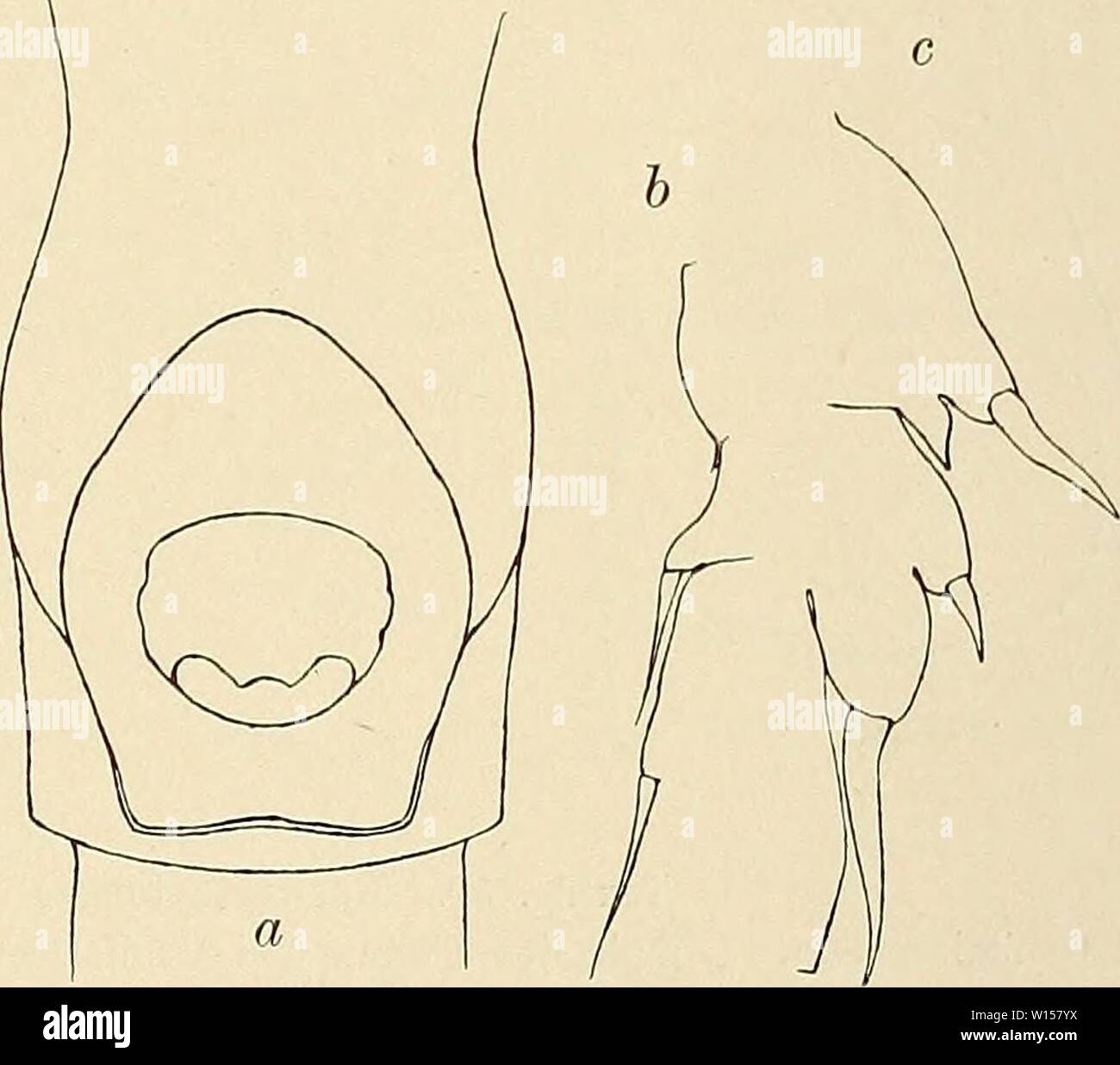 Archive image from page 122 of Die Marinen Copepoden der Deutschen. Die Marinen Copepoden der Deutschen Südpolar-Expedition 1901-1903 . diemarinencopepo00wolf Year: 1900  Wolfenden, Marine Copepoden II. 297 Die vorderen Antennen sind nicht länger als der Thorax; das letzte Glied derselben ist viel kleiner als das 19. Der Außenlobus der Maxille hat 9 Borsten. Das 1. Fußpaar gleicht dem von Euchaeta antarctica, nur daß die Gliederung zwischen den beiden proximalen Gliedern unvollständig ist. Das Distalglied erreicht nur dreiviertel der Länge der vereinigten Proximalglieder. Beim 3. Gliede des Au Stock Photo