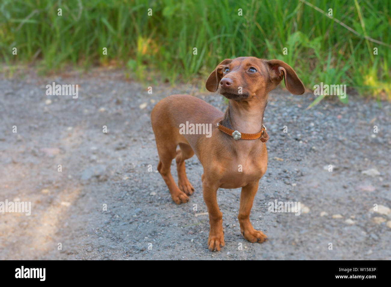 A beautiful dachshund puppy dog with sad eyes dog portrait Stock Photo