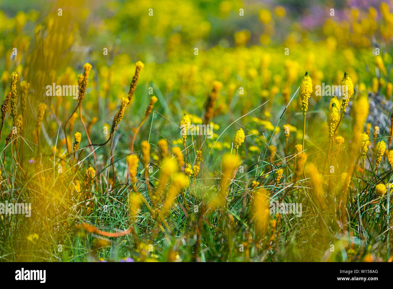 Wildflowers, Hantam National Botanical Garden, Nieuwoudtville ...