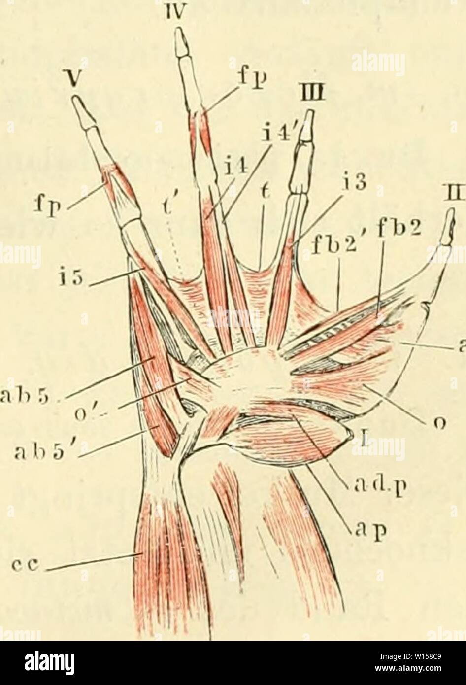 Archive image from page 124 of Die anatomie des frosches Ein. Die anatomie des frosches. Ein handbuch fÃ¼r physiologen, Ã¤rzte und studirende . dieanatomiedesfr0103ecke Year: 1864-1882  KV—ad 2 digiti IV breves. 80, 81. m m. flexores di&lt;iit i IV breres s. profun &lt;1 i L II mm. flexore (Fig. 78 fb 4 und fb 4'). Duges, tendini-phalangiens de l'annulaire, n. 108, 109. Diese beiden Muskeln, welche Duges ebenfalls als Analoga der m. himbricales betrachtet, entspringen zu beiden Seiten des vori- Stock Photo
