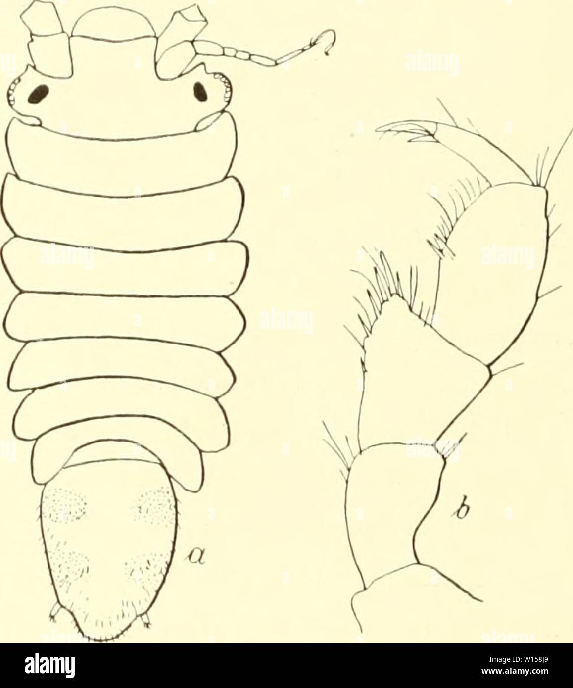 Archive image from page 125 of Die Isopoden der Deutschen Sdpolar-Expedition,. Die Isopoden der Deutschen Sdpolar-Expedition, 1901-1903 . dieisopodenderde00vanh Year: 1914  Abb. 89. Munna studeri Hilgen- DüRF. Greiffiiß des ?.    Abb. 90. Munna antaretica Pfeffer, a ? von oben (x 28), b GreiffuB des ?. 101. Muinia antaretica Pfeffer. (Abb. 90a, b.) Ein typisches Exemplar wurde im Januar 1902 in der Observatorybai, Kerguelen, gefunden. Die Art ist, wie ich am Original feststellen konnte, gekennzeichnet durch spitze Epimeren und geringe Behaarung des Abdomens. Da sich die spitzen Epimeren bei de Stock Photo