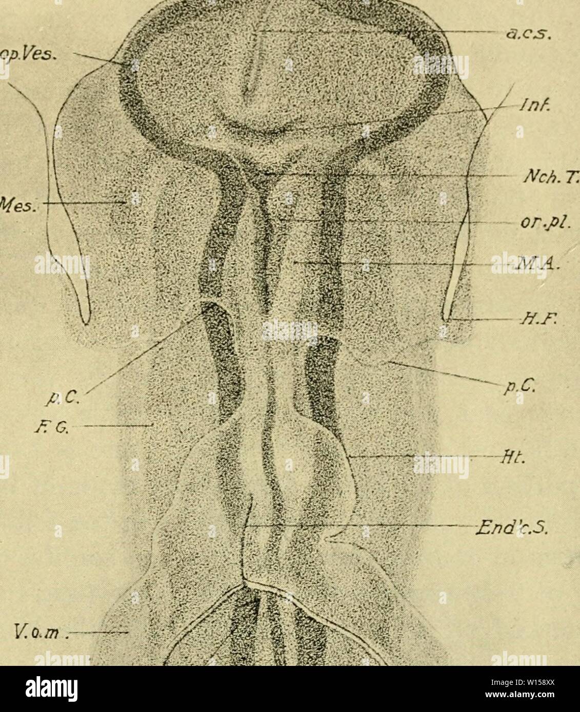 Archive image from page 126 of The development of the chick. The development of the chick : an introduction to embryology . developmentofchi02lill Year: 1936  HEAD-FOLD TO TWELVE SOMITES 107 ceph. Mes    Â£nd'c.5. V.o.m. Kifi. d.i.p. â B -S.B. Fig. 62. â The head of the same embryo from beneath more highly magnified. In this drawing an attempt is made to show different levels of the embryo superposed: thus the heart is uppermost in the figure, beneath this the fore-gut (F. G.), beneath this the notbchord, and at the lowest level, the neural tube. a. c. s., Anterior cerebral suture. Inf., Infun Stock Photo