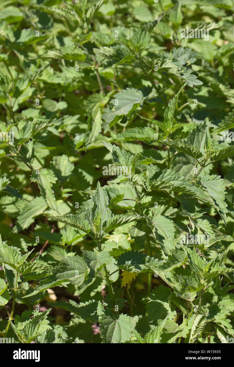 Urtica is a genus of flowering plants in the family Urticaceae. Many species have stinging hairs and may be called nettles or stinging nettles Stock Photo