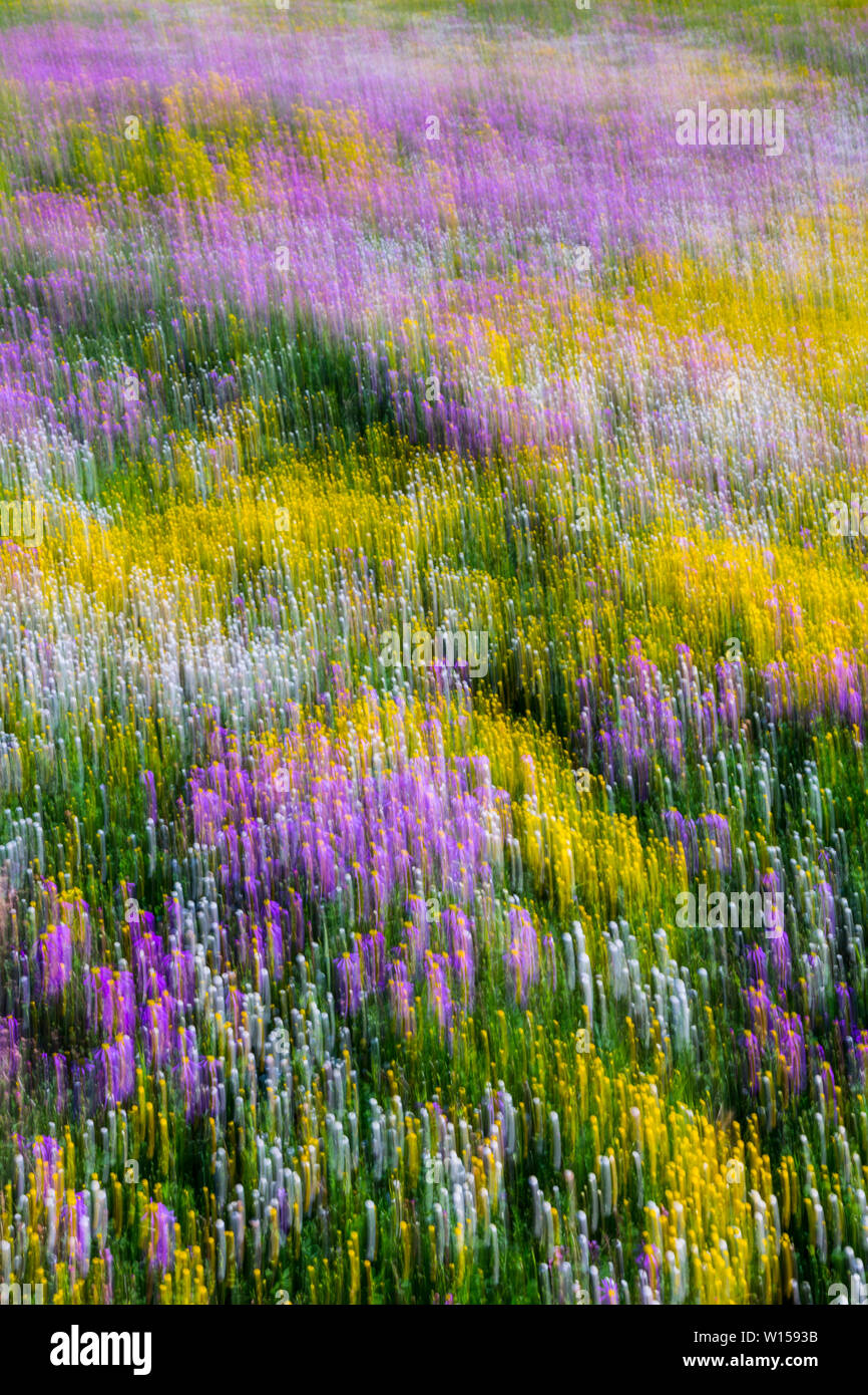 Wildflowers, Hantam National Botanical Garden, Nieuwoudtville ...