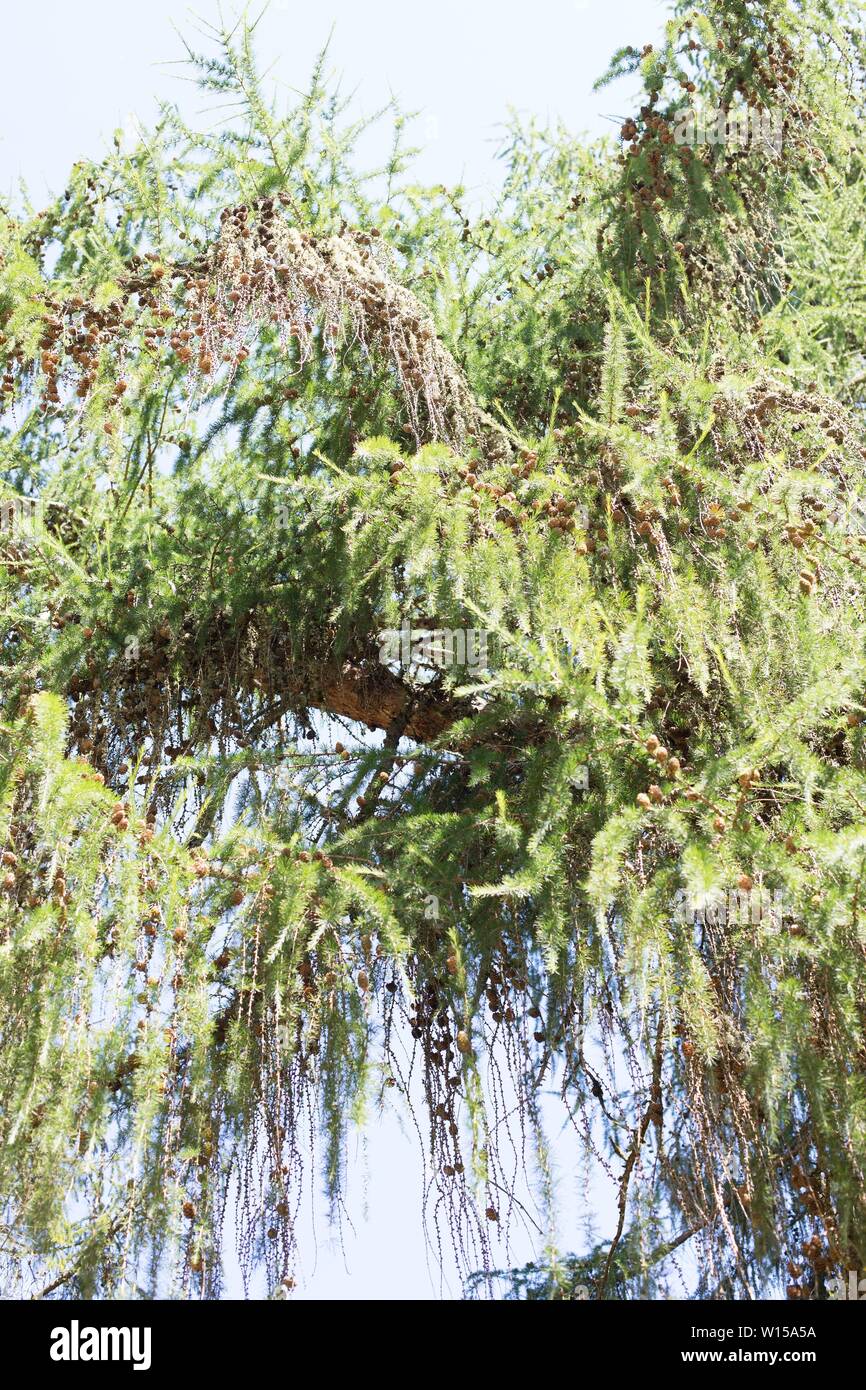 Larix occidentalis - western larch tree. Stock Photo