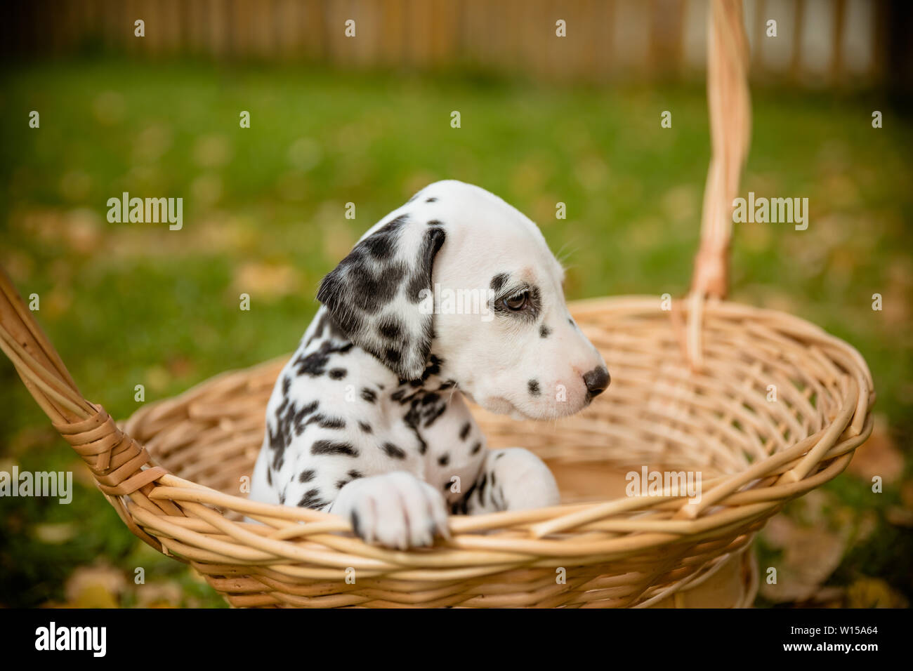 small dalmatian breed