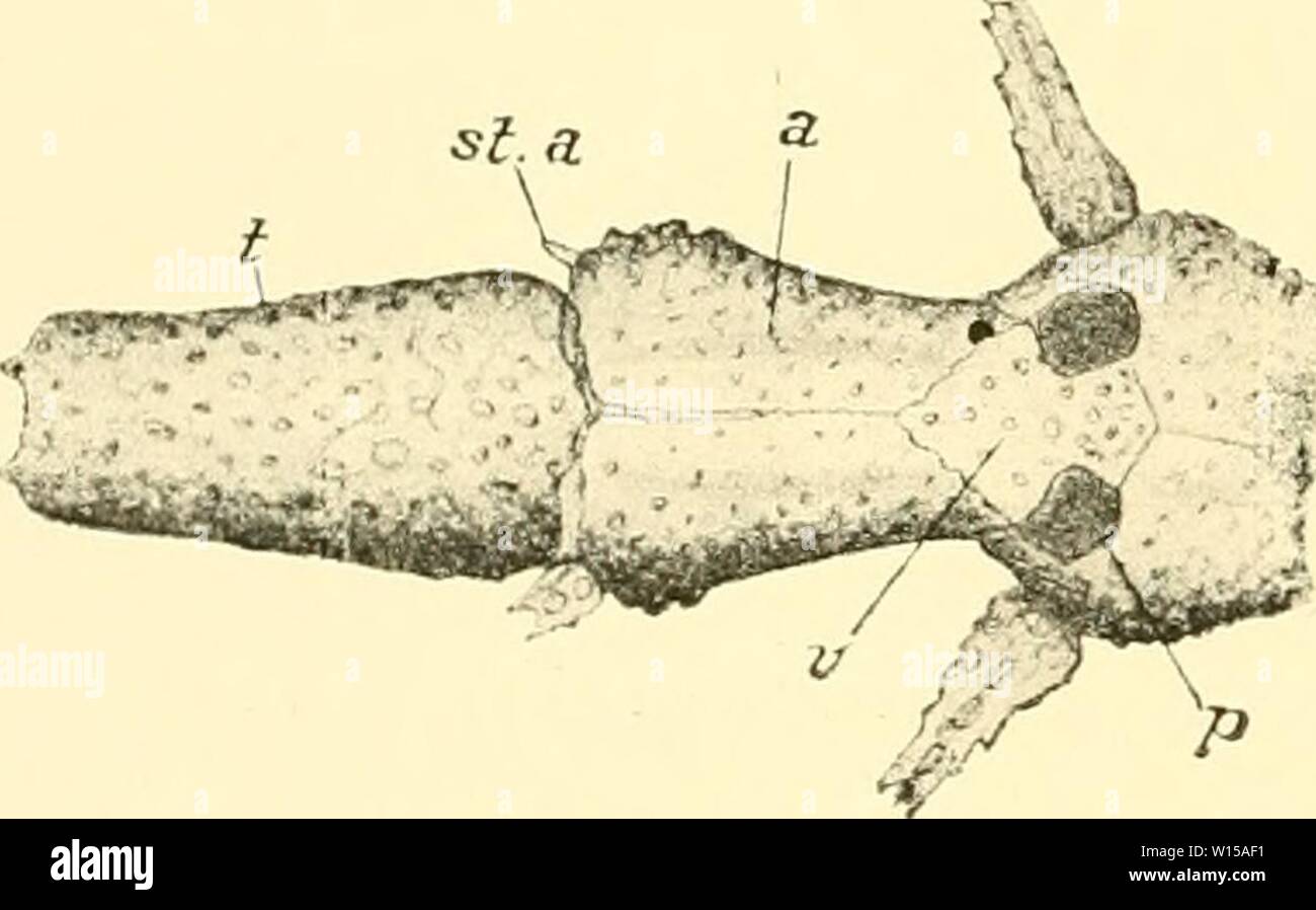 Archive image from page 131 of Deutsche SüdpolarExpedition, 19011903