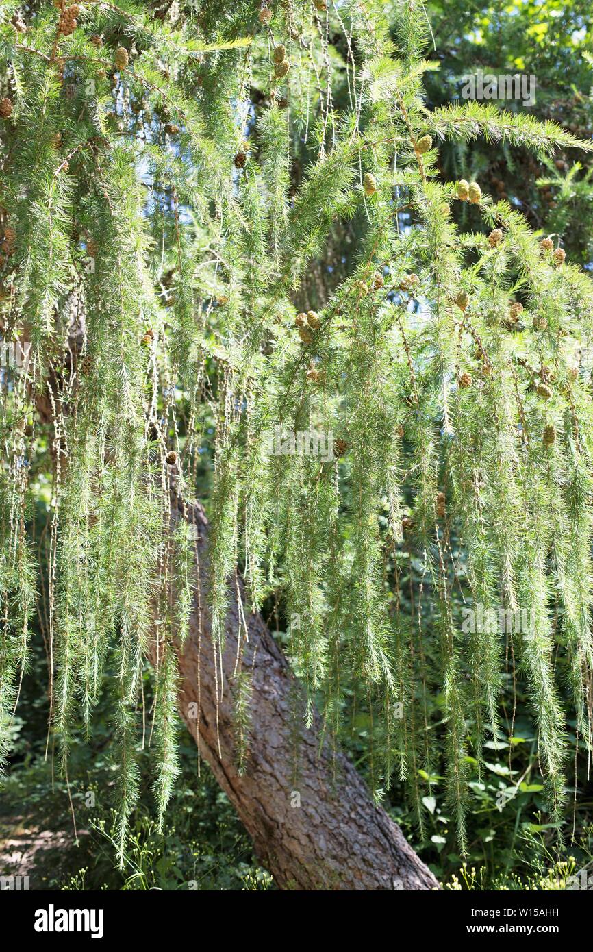 Larix occidentalis - western larch tree. Stock Photo