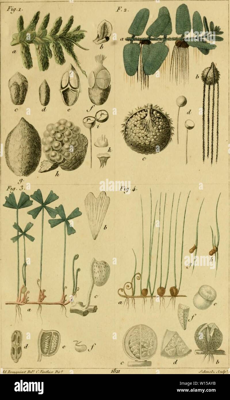 Archive image from page 132 of Dictionnaire classique d'histoire naturelle  (1822). Dictionnaire classique d'histoire naturelle .  dictionnaireclas02bory Year: 1822 /[,//. AZ O r.T.E f.mn,:,- l'u,. ?&gt;.  JLARSM. V. V. ,/ Vf,///Â»/.- J'AOf.r..l/-iiin,ii ...