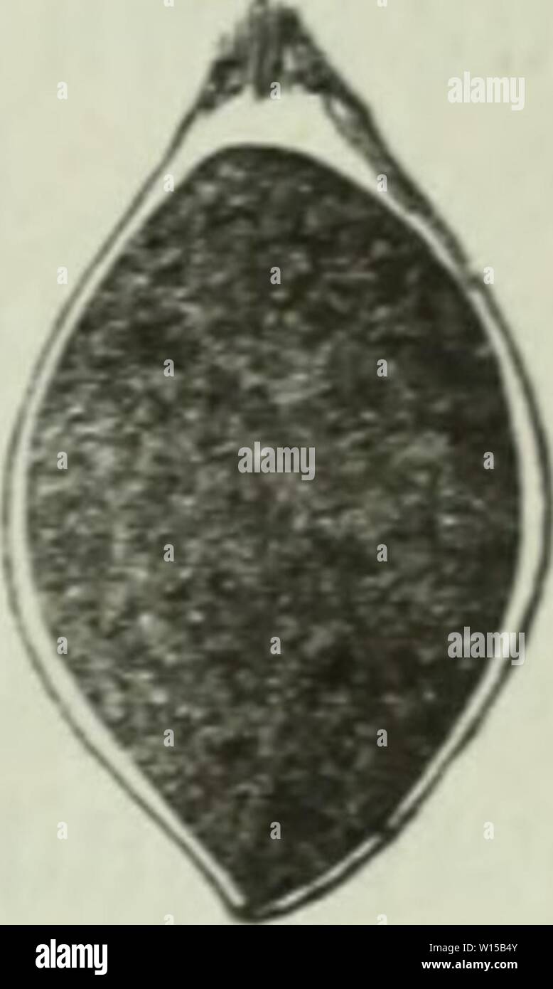 Archive image from page 132 of Die Krankheiten der Pflanzen; ein. Die Krankheiten der Pflanzen; ein Handbuch für Land- und Forstwirte, Gärtner, Gartenfreunde und Botaniker . diekrankheitend02fran Year: 1895  Tllletia. m 20. A gefunbeö SBeienforn. B 35ranbfüru Deä 2leiäelletbranbeö (Tilletia Caries Tu/.). C bafjelbe im 5)urct)i'cnitt, gan mit Branbmaffe erfüllt. 1. Cintractia axicola Cor»u (üstilago a-ncosL Berk.), im 33(ütenftaiib 5(uf (Speraceeu. üon Cyperus, Fimbristylis unb Scirpus in Sflorbamerifa uub 2öe[tinbien. 2. Cintractia Junci Tre/.  Stuf Juncus. (Üstilago Junci Sc/ru;.) im 33(üten Stock Photo